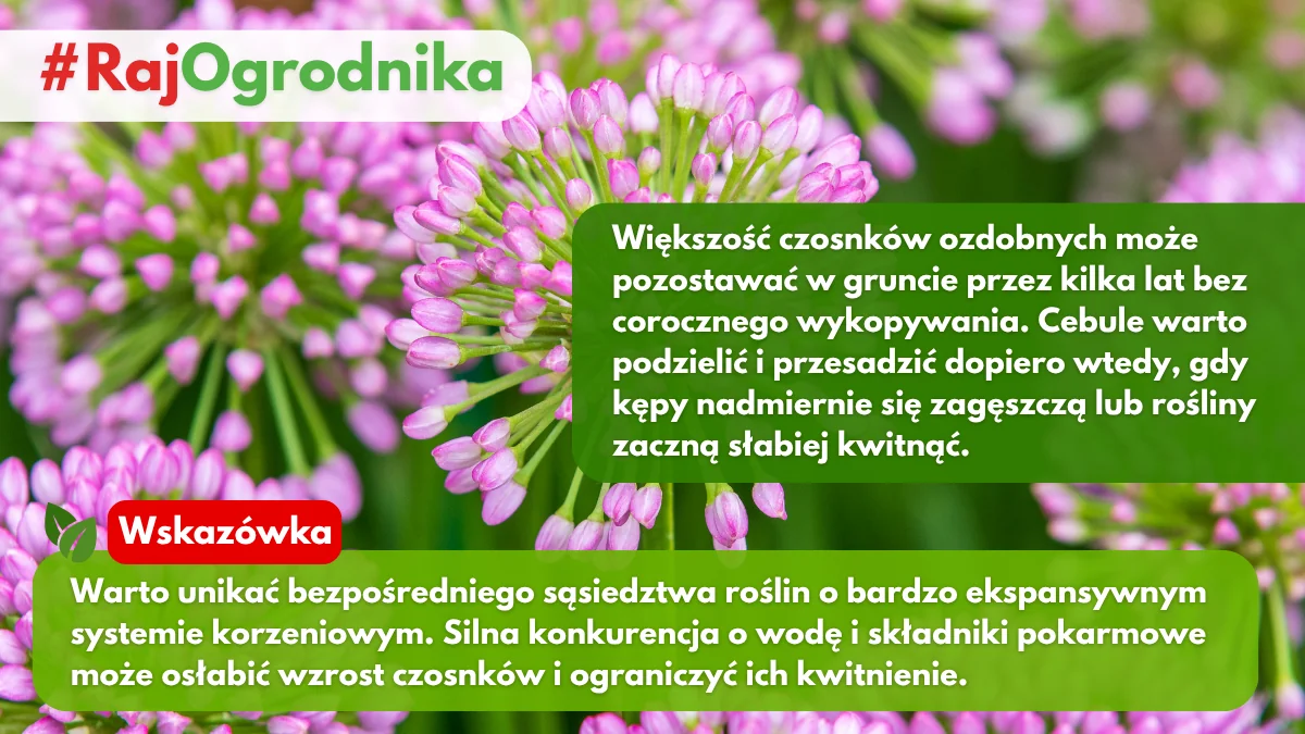 Jak często trzeba przesadzać czosnki ozdobne blog sklep rajogrodnika